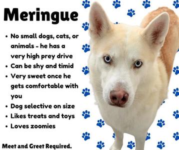 A light-colored dog with blue eyes and a white face, surrounded by blue paw prints on a white background. The text on the left side of the image provides information about a dog named Meringue, describing its personality and preferences.