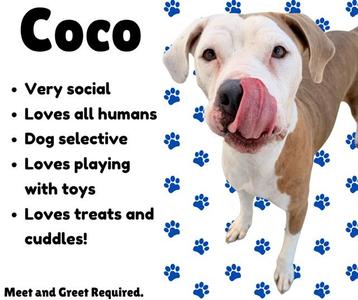 A dog named Coco with a brown and white coat, sticking out its tongue, surrounded by blue paw prints on a white background. The text describes Coco as very social, loving all humans, dog selective, loves playing with toys, and loves treats and cuddles. It also states that meet and greet is required.