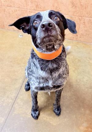 WOODY, Australian Cattle Dog Mix, adult, available for adoption