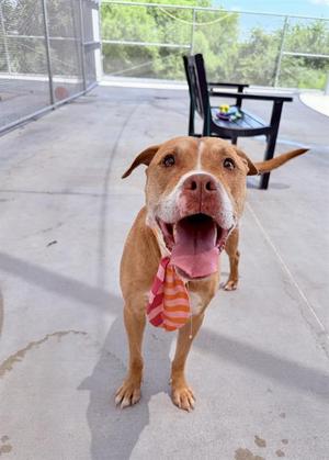 A brown dog with a pink and orange striped tie, standing on a concrete surface with a black chair and greenery in the background.