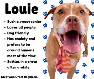 A brown and white dog with a pink and orange striped bandana, surrounded by blue paw prints on a white background. The text on the left describes the dog as Louie, a sweet senior who loves people, is dog friendly, has anxiety, prefers to be around humans most of the time, and settles in a crate after a while. It also states that meet and greet is required.