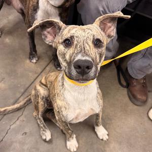 Little foot, Terrier, adult, available for adoption