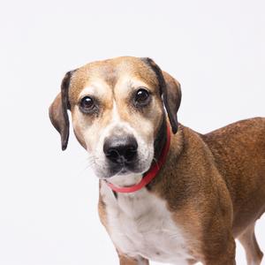 A brown and white dog wearing a red collar, looking directly at the camera against a white background.