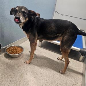 Anna, Shepherd, senior, available for adoption
