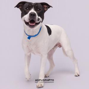 A dog