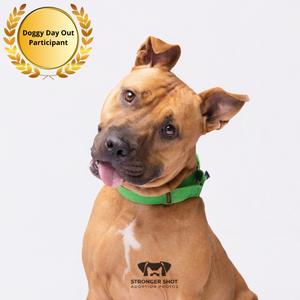 A brown dog with a green collar and a white patch on its chest, looking up and to the side. The dog is wearing a green collar and has a logo on its chest that says "Stronger Shot". In the top left corner, there is a gold badge that says "Doggy Day Out Participant".
