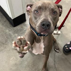 A gray dog with a white chest and a blue collar, standing on a concrete floor, lifting its paw towards the camera.