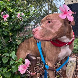 Harley 2, Terrier, adult, available for adoption