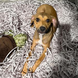 Louis (Lou), Retriever, Labrador, adult, available for adoption