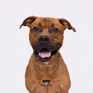 A brown pit bull dog with its mouth open and tongue out, looking directly at the camera against a white background.