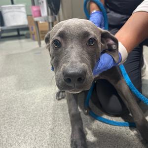 Cricket, Weimaraner, adult, available for adoption