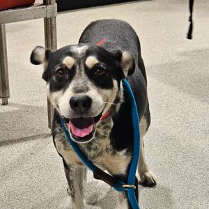 Boots, Cattle Dog, Australian (Blue Heeler), adult, available for adoption