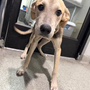 Egg, Shepherd, adult, available for adoption