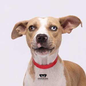 A light brown and white dog with heterochromia (one blue eye, one brown eye) and floppy ears, wearing a red collar, looking slightly to the side against a white background.