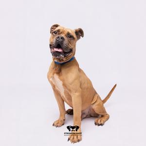 A brown dog with a blue collar sitting on a white background.