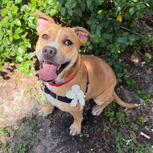 Kiara, Terrier, adult, available for adoption