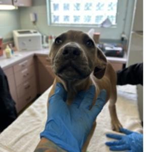 Beth, Bulldog, American, adult, available for adoption