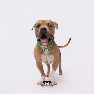 A brown and white dog with a green collar standing on a white background.