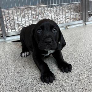 Kanji (Nickie), Hound, puppy, available for adoption