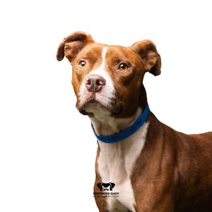 A brown and white dog with a blue collar looking directly at the camera.