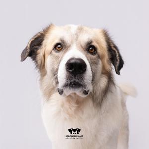 A close-up of a dog with a white and brown coat, looking directly at the camera.