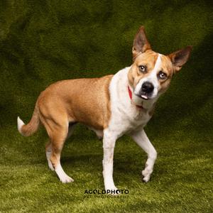 Deja, Cattle Dog, adult, available for adoption