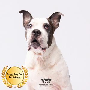 A white dog with black markings on its face and ears, looking directly at the camera. The dog has a black nose and is wearing a golden circular badge that says 'Doggy Day Out Participant' with a laurel wreath design. Below the dog, there is a logo with the text 'STRONGER SHOT ADOPTION INITIATIVE'. The background is plain white.