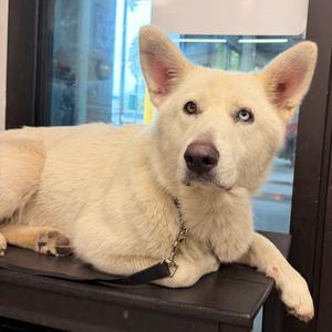 Azula, Husky, adult, available for adoption