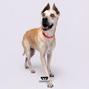 A light brown dog with a red collar standing on a white background.