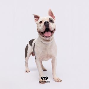 A white and black dog standing on a white background with its mouth open and tongue out.