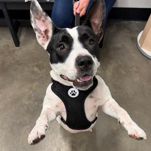Elta, Terrier, adult, available for adoption
