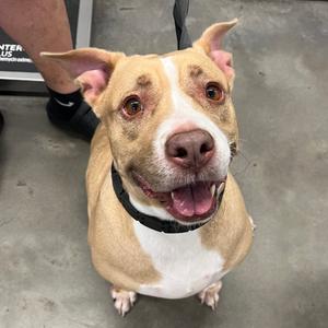 A happy brown and white dog with a black collar, sitting on a concrete floor.
