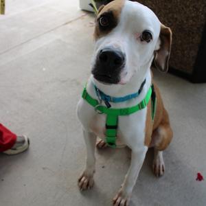 Floyd, Terrier, adult, available for adoption