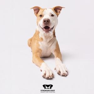 A brown and white dog lying down on a white background.