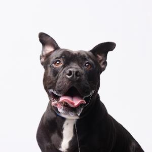 A black dog with a white chest and a pink tongue sticking out, looking directly at the camera.