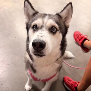 Bella, Husky, adult, available for adoption