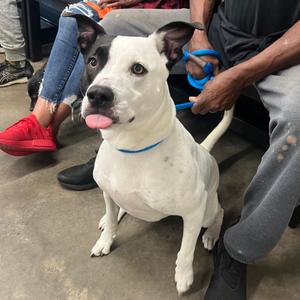 Indy, Terrier, adult, available for adoption