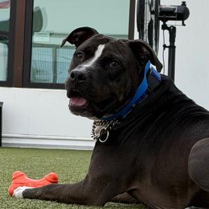 Buster (Badger), Terrier, adult, available for adoption