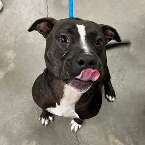 Buster (Badger), Terrier, adult, available for adoption