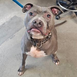 A gray pit bull with a white chest patch, wearing a chain collar, standing on a concrete floor.