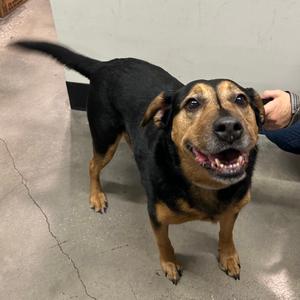 Lexi, Shepherd, adult, available for adoption