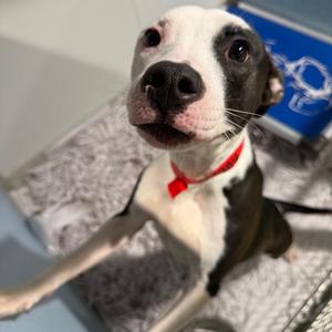 Henny, Terrier, adult, available for adoption