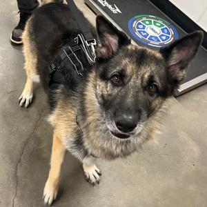 Goliath, Shepherd, German, adult, available for adoption