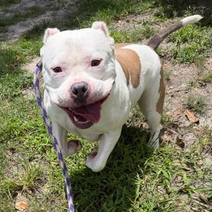Faith, Terrier, adult, available for adoption