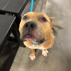 Canela, Terrier, adult, available for adoption