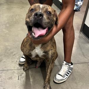 Balu, Terrier, adult, available for adoption