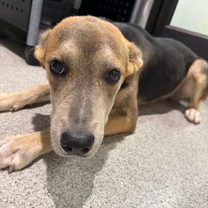 Biscuit, Shepherd, adult, available for adoption