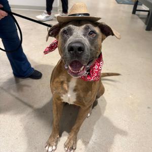 Deuce, Mastiff, Cane Corso, adult, available for adoption
