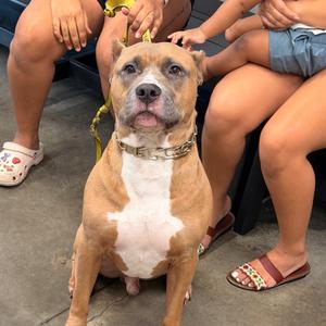 Kash, Terrier, adult, available for adoption