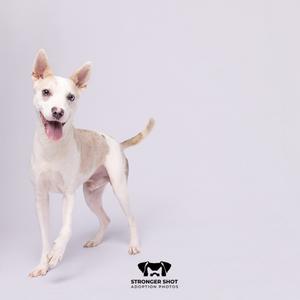 A white dog with a brown patch on its back, standing on a white background. The dog has its mouth open and tongue out, looking happy. The logo at the bottom reads "Stronger Shot Adoption Photos".